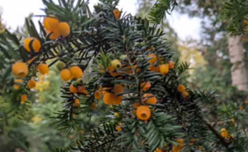 Winter Tree Appreciation, Bathscape